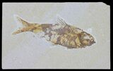 Knightia Fossil Fish - Wyoming #59818-1